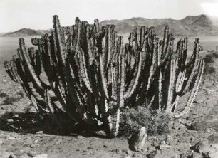 Südwestafrika (Namibia). Sukkulenten in der Wüste Namib