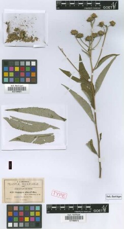 Oropappus alternifolius B.L.Rob. [isotype]