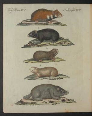 Tafel: Vierf. Thiere. XLV.