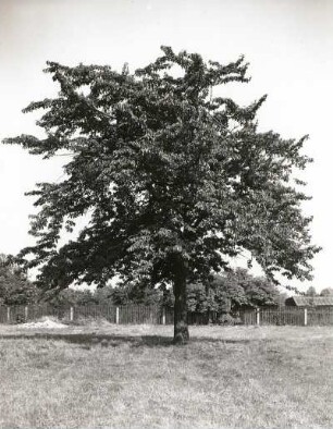 Sauerkirsche oder Weichselkirsche (Prunus cerasus) auf der Karcherallee in Dresden-Gruna