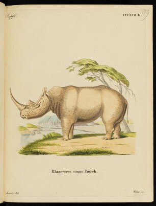Suppl. CCCXVII. K. Rhinoceros simus Burch.