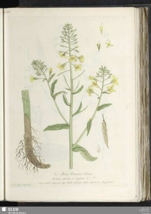 Le Chou Pommé blanc