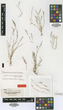 Panicum brachyglume Hochst. ex Steud. [isotype]