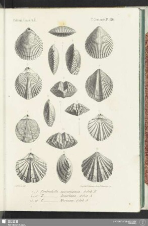 Pl. 516