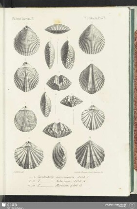 Pl. 516