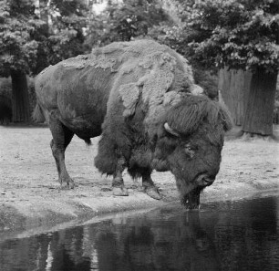 Zootiere. Bison im Tierpark Berlin-Friedrichsfelde