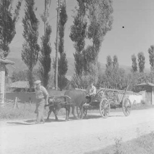 Landleben Im Rosental in Zentral-Bulgarien. Unterwegs mit Ochsengespann von der Ernte