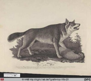 Der große Wolf.