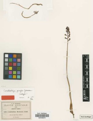 Corallorhiza mexicana Lindl.