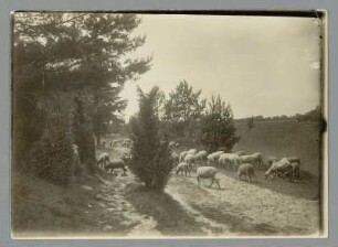 Sachsen. Schafherde