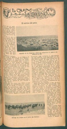 El cultivo del arroz : El campo y la chacra