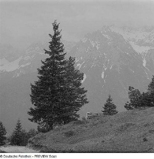 Bäume in den Alpen