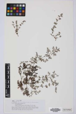 Polycarpaea latifolia Poir.