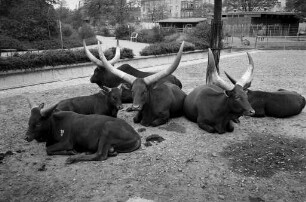 Watussi-Rinder im Karlsruher Zoo