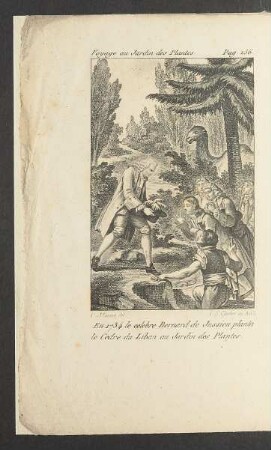 Tafel: Pag. 156. En 1734 le celebre Bernard de Jussieu planta [...]