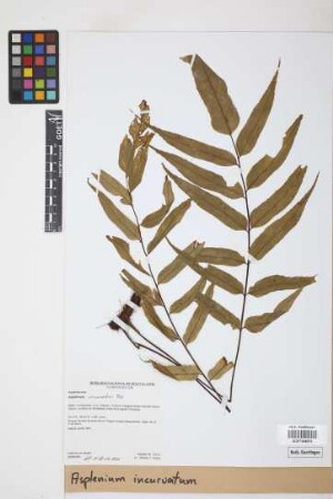 Asplenium incurvatum Fée