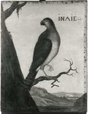 INAIE : INAIE. Öl auf Leinwand (1655/1663; A. Eckhout). Radebeul, Hoflößnitz, Berg- und Lusthaus, Festsaal (nach der Restaurierung)