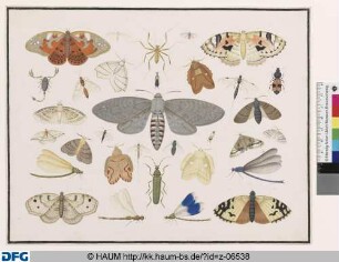 Schwärmer, Spinne, Libellen, Skorpion und andere Falter