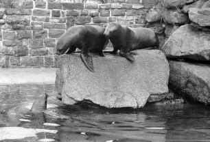 Seelöwen im Karlsruher Zoo.