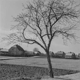 Baum bei Heidewald bei Neschwitz
