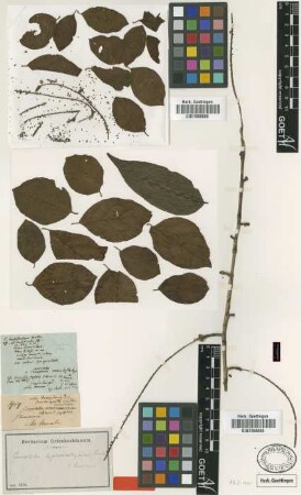 Coccoloba leptostachyoides Lindau [type]