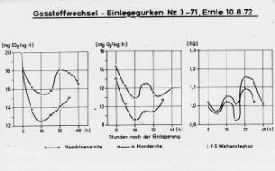 Gasstoffwechsel - Einlegegurken NZ 3 - 71, Ernte 10.8.72