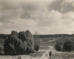 Lüneburger Heide