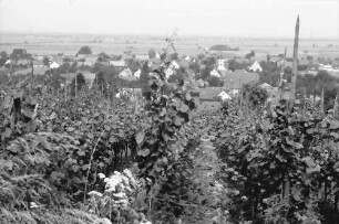 Seefelden: Weinberge bei Seefelden; mit Ort