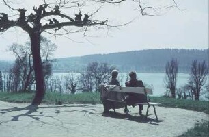 Insel Mainau. Aussichtsbank am Uferweg mit Bäumen