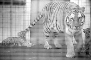 Sibirische Tiger im Karlsruher Zoo