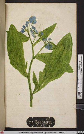 Borragen. A. D E [Borretsch, Borago officinalis]
