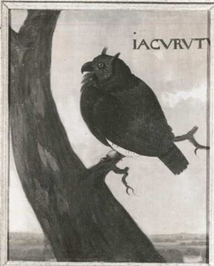 IACVRVTV brasil. Uhu (Bubo sp., Strix maghllanica)