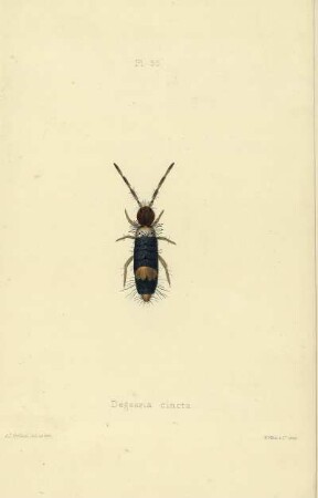 Plate XXXV. Degeeria cincta.