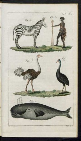 Taf. II. Fig. 4. - Fig. 8.