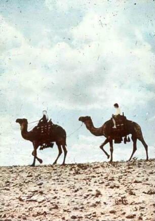 [aus dem Buch: Sven Gillsäter u. a., Helgas Reise ins Heilige Land, 1965] Kamelritt