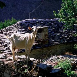 Makrinitsa im Pelion. Im Unterdorf