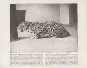 Persischer Leopard
