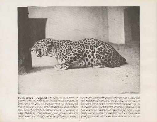 Persischer Leopard