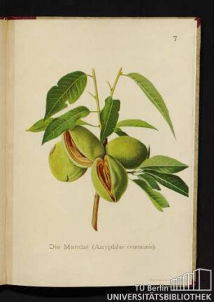 7. Die Mandel (Amygdalus communis).