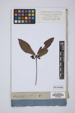 Ardisia solanacea Roxb.