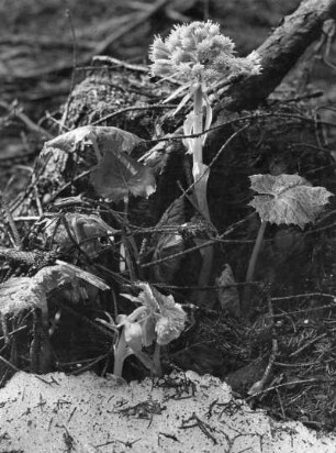 Weiße Pestwurz (Petasites albus), Pflanzenart in der Familie der Korbblütler (Asteraceae)
