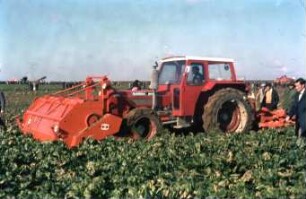 Fotografie: Ernteverfahren, Zuckerrübe, Zweiphasiges Ernteverfahren