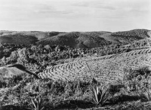 Landwirtschaftliche Anbaufläche : Vermutlich von den Europäern angelegte Anbauflächen in hügeliger Landschaft in Tansania
