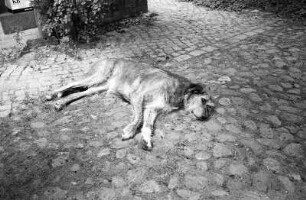 Tremsdorf : In Tremsdorf, Lucy
