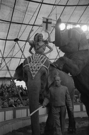 Zwei Zirkuselefanten und ihr Dompteur sowie zwei Artistinnen des Volkseigenen Circus Aeros bei einem Auftritt vor Publikum in der Manege