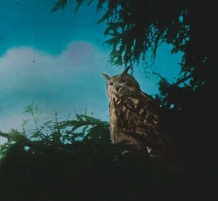 Vögel. Uhu (Bubo bubo), Umschau haltend