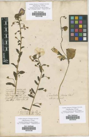 Convolvulus