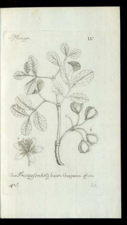 34. der Franzosenholzbaum. Guajacum officin: