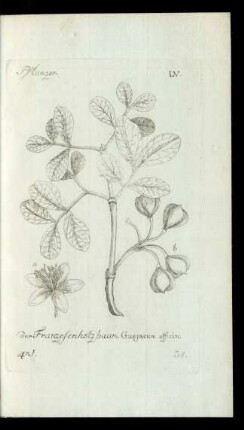34. der Franzosenholzbaum. Guajacum officin: