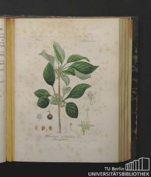 Rhamneae. Rhamnus cathartica L. Krenzdorn.